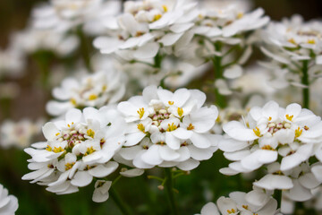 Close-up bunch of small white flowers in bloom. Iberis sempervirens blossom. Evergreen candytuft