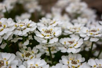 Close-up bunch of small white flowers in bloom. Iberis sempervirens blossom. Evergreen candytuft