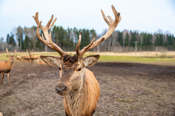 A large deer with asymmetrical antlers stands on muddy ground, surrounded by open fields and tall...