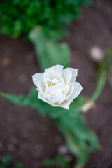 White tulip grows in the garden in spring