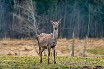 A deer stands centrally in an open field with sparse grass, surrounded by leafless trees and a forest edge. The scene reflects a transitional season.
