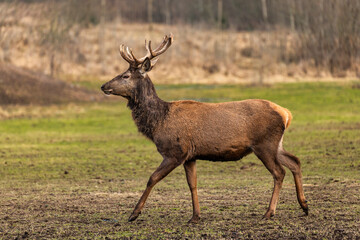 Obraz premium A deer with large antlers moves through a muddy field surrounded by dry grass and sparse trees, depicting a natural setting in late autumn or early spring.