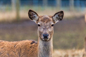 A deer gazes directly at the camera, its alert ears and soft brown fur in focus. The blurred background includes muted tones and vertical structures.