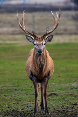 A reddish brown deer with large antlers stands on a grassy field, facing the camera. A blurred fence and open land form the muted background.