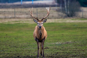 A deer with detailed fur and branching antlers stands on a grassy field. Blurred trees and a fenced area in the background suggest a rural setting.