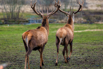Two deer with large antlers walk across a grassy, slightly muddy area. A small body of water and sparse vegetation with leafless shrubs are visible.