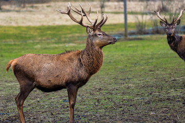 Two deer stand on a grassy field, one in the foreground with large branched antlers. Sparse vegetation and a sandy patch are visible in the distance.