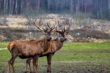 Two deer with intricate antlers stand on a grassy field, surrounded by sparse vegetation and tall, leafless trees in a woodland during a colder season.