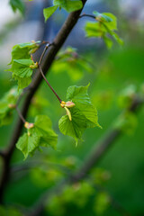 Young leaves bloom on a branch in spring. A close up of a tree