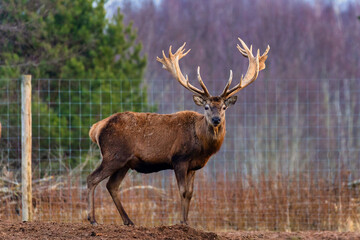 A deer with detailed antlers stands on earthy ground, surrounded by sparse vegetation, evergreen trees, and leafless branches in a seasonal setting.