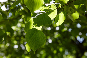 Green leaves of trees in the garden in spring. Greenery in the rays of light. Blurred image,...
