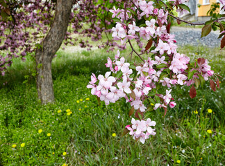 Obraz premium Blooming branch of a apple tree. Flowering apple tree. Soft focus image of blooms tree in spring time