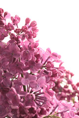 Purple pink Lilac flower branch bouquet on white. Selective soft focus. Nature light background.