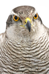 Portrait close-up of an harrier buzzard goshawk over on white background