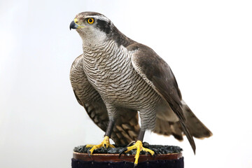 Portrait close-up of an harrier buzzard goshawk over on white background