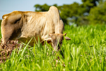 Um boi se alimentando no pasto com capim fresco e farto.