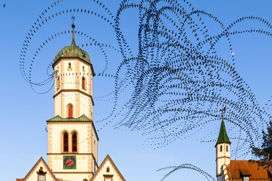 Flugbahnen von Dohle (Corvus monedula), um einen Kircheturm,