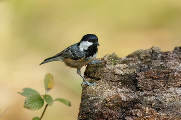 Coal tit (Periparus ater) perched on on a branch, Impressive clean nature background in sunset.