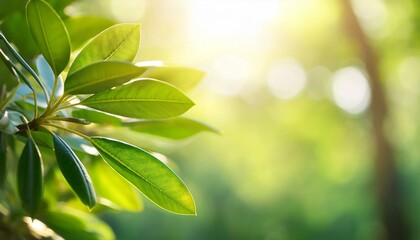 Soft focus background with Green Rhododendron tree leaves in the sun, fresh foliage, spring nature background