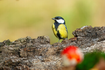 Obraz premium Great tit close up ( Parus major )on a branch, Impressive clean nature background in sunset.