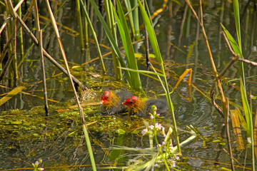 Eurasian coot chicks hiding in green reed in Bourgoyen nature reserve, Ghent, Flanders, Belgium-...