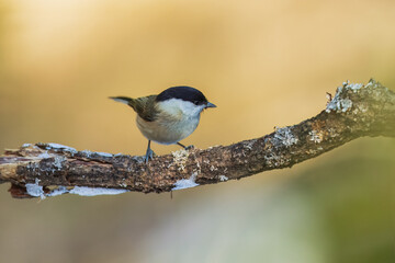 Willow Tit , Poecile montanus or Parus montanus perched on on a branch, Impressive clean nature background in sunset.