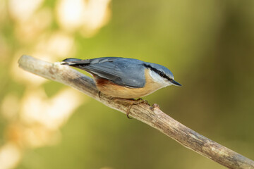 Eurasian Nuthatch (Sitta europaea), perched in a branch, Impressive clean nature background, sunset.