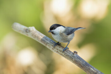 Willow Tit , Poecile montanus or Parus montanus perched on on a branch, Impressive clean nature background in sunset.