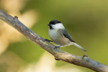 Obraz premium Willow Tit , Poecile montanus or Parus montanus perched on on a branch, Impressive clean nature background in sunset.