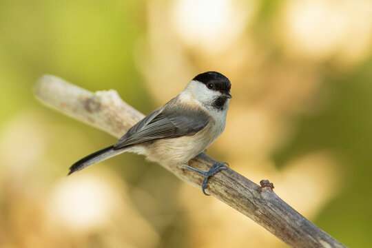 Willow Tit , Poecile montanus or Parus montanus perched on on a branch, Impressive clean nature background in sunset.