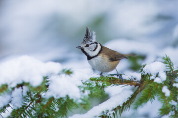 The crested tit or European crested tit (Lophophanes cristatus) (formerly Parus cristatus) perched on on a snowy branch, Impressive clean nature winter background.