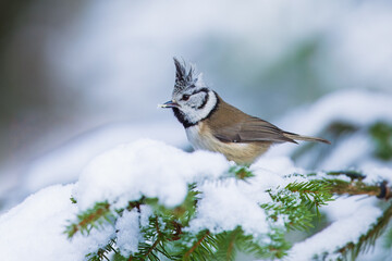 The crested tit or European crested tit (Lophophanes cristatus) (formerly Parus cristatus) perched on on a snowy branch, Impressive clean nature winter background.