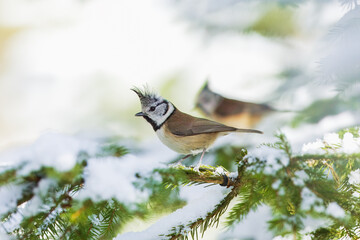 The crested tit or European crested tit (Lophophanes cristatus) (formerly Parus cristatus) perched on on a snowy branch, Impressive clean nature winter background.