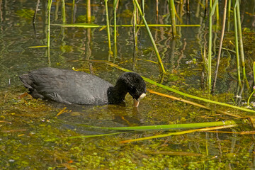 Eurasian coot foraging in a pond with reed in Bourgoyen nature reserve, Ghent, Flanders, Belgium - Fulica atra 