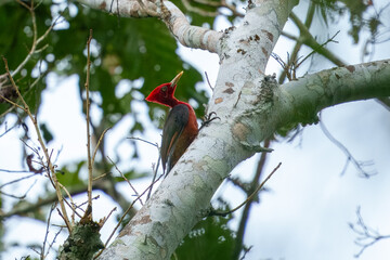 The red-necked woodpecker (Campephilus rubricollis) is a species of bird in subfamily Picinae of the woodpecker family Picidae.