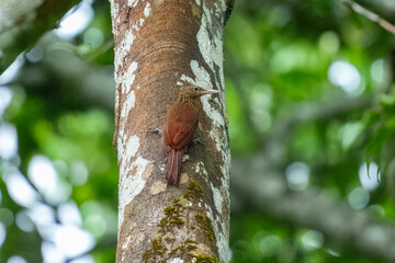 Black-banded Woodcreeper Dendrocolaptes picumnus, This is a large woodcreeper with a hefty straight bill.