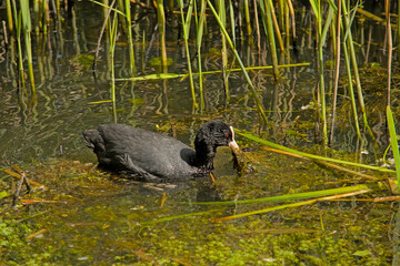 Eurasian coot foraging in a pond with reed in Bourgoyen nature reserve, Ghent, Flanders, Belgium - Fulica atra 
