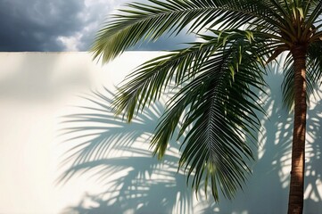 palm tree against a white wall