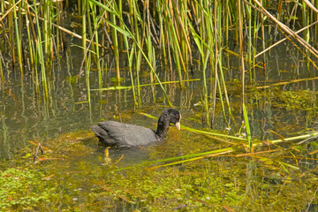Eurasian coot foraging in a pond with reed in Bourgoyen nature reserve, Ghent, Flanders, Belgium - Fulica atra 