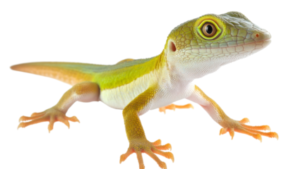 Vibrant green lizard on transparent background