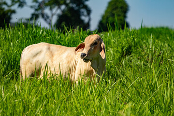 Um boi no meio de um pasto com capim fresco e farto.