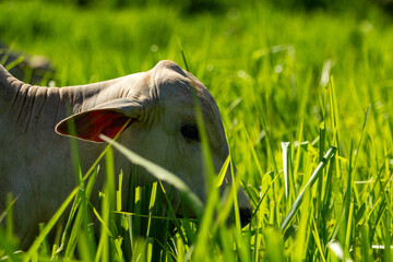 Um boi solitário, comendo capim fresco no campo em um dia claro.