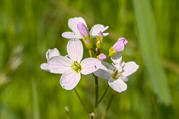 Obraz premium Closeup of soft pink cuckooflowers -- Cardamine pratensis. 
