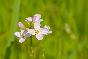 Closeup of soft pink cuckooflowers -- Cardamine pratensis. 