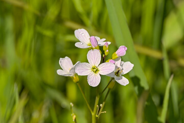 Closeup of soft pink cuckooflowers -- Cardamine pratensis. 