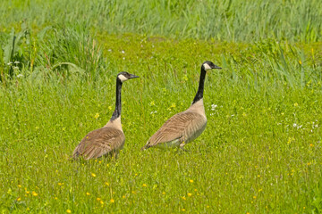 Canada goose couple holding guard in the marsh of Bourgoyen nature reserve, Ghent, Flanders, Belgium 