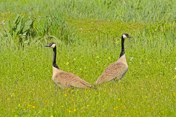 Canada goose couple holding guard in the marsh of Bourgoyen nature reserve, Ghent, Flanders, Belgium 