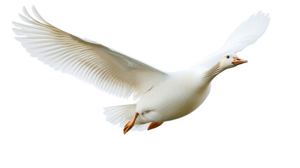 Obraz premium Graceful white goose gliding on transparent background