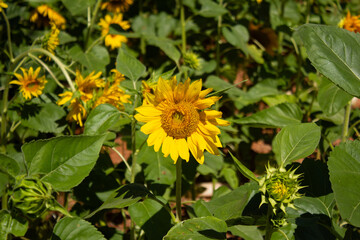 Uma pequena plantação de girassóis.