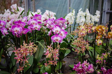 Buying an orchid at the garden center. Different potted orchids on display in the greenhouse.